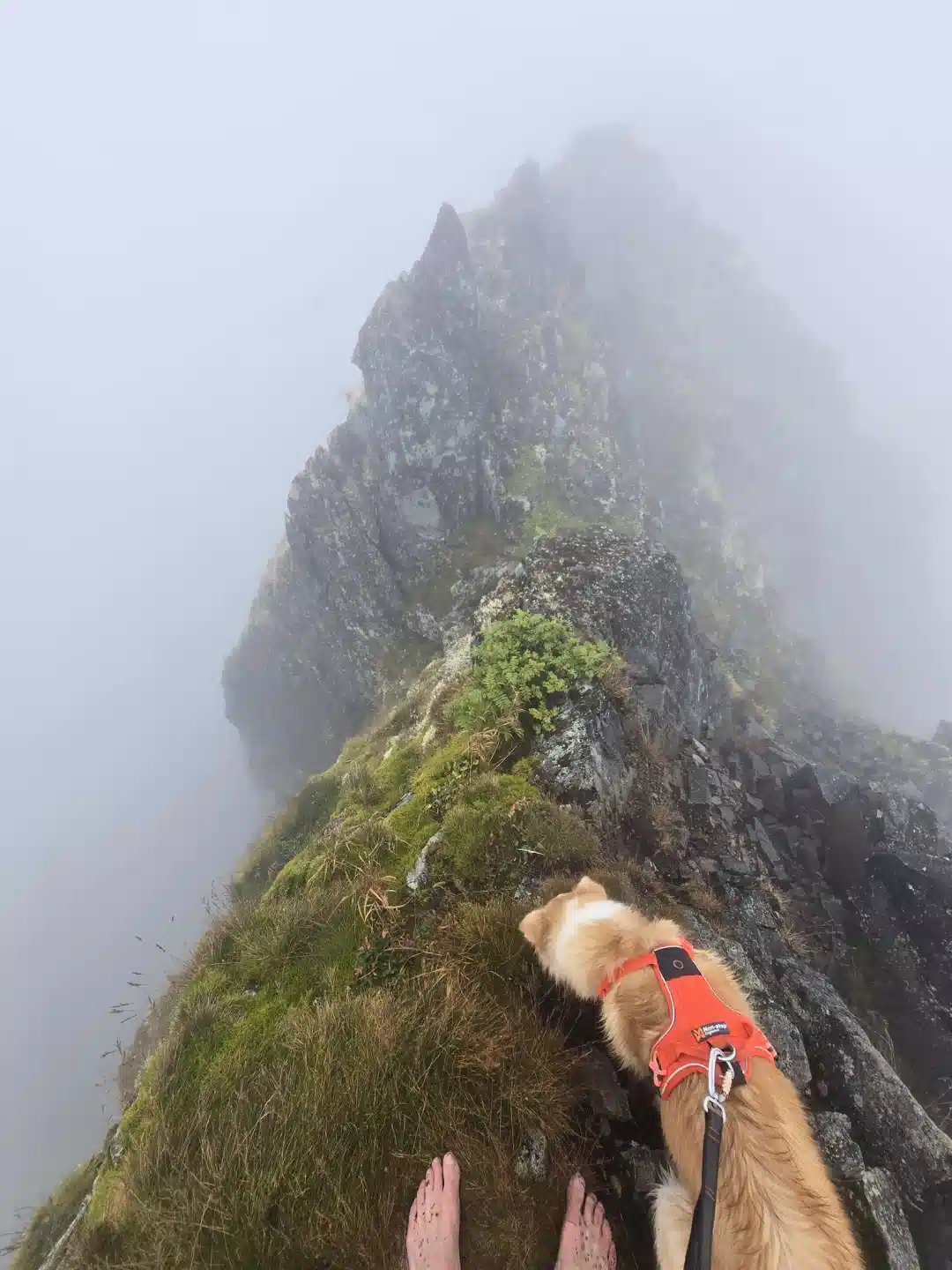 Trail running with a dog on one of the best mountains in Lofoten