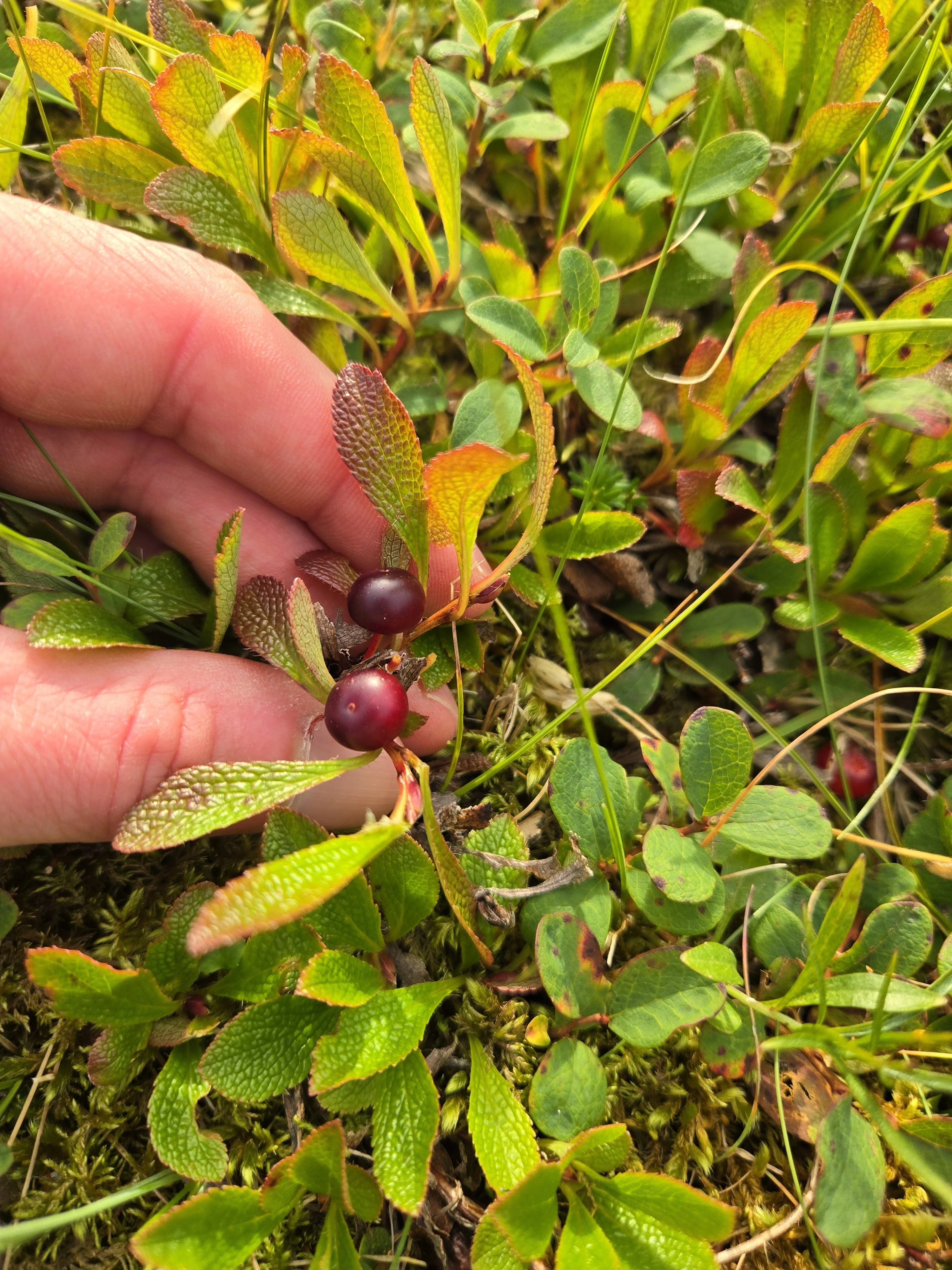 Person sammelt Kräuter und Pilze in der Natur der Lofoten
