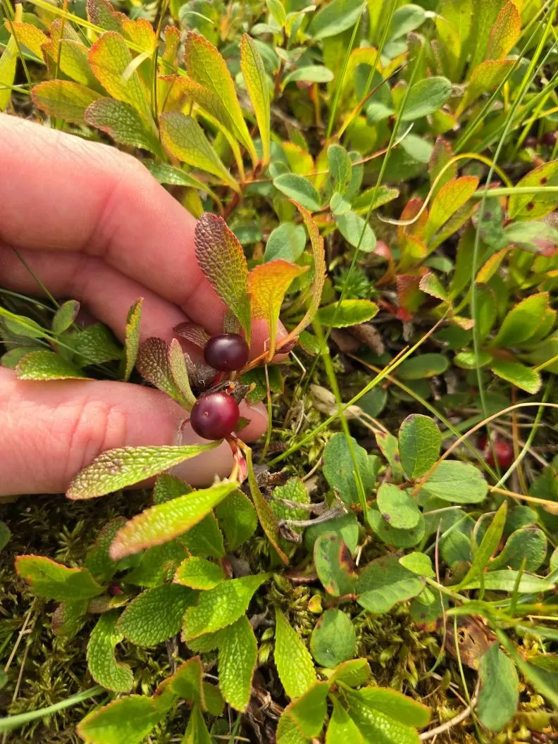 Guide pflückt Beeren