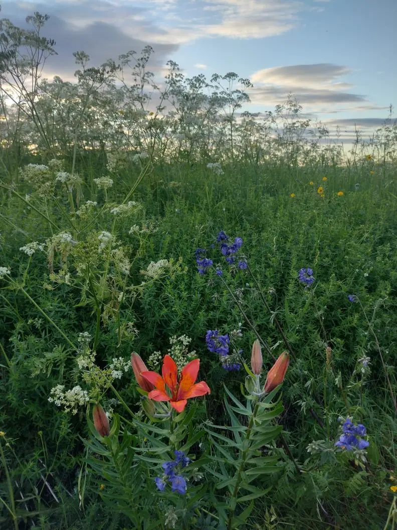 Arktische Wildblumen
