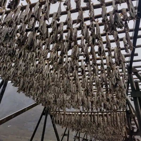 Trocknender Stockfisch