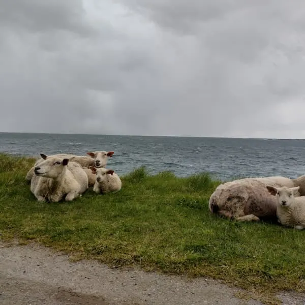 Schafe am Uttakleiv Strand