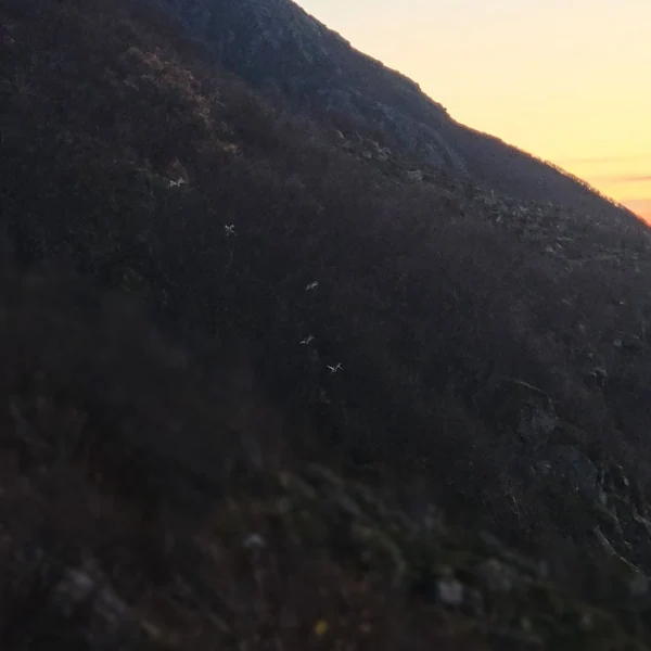 Moorschneehuhn im weißen Winterkleid während einer Herbstwanderung in der braunen Küstenheide